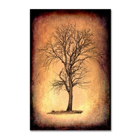 LightBoxJournal 'For The Love Of Trees II' Canvas Art,12x19